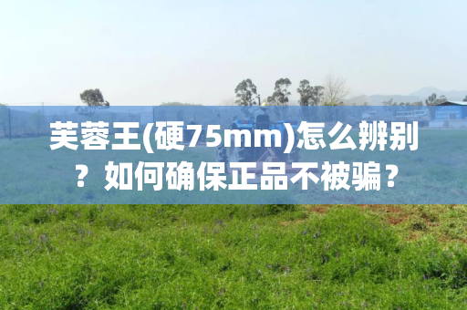 芙蓉王(硬75mm)怎么辨别？如何确保正品不被骗？